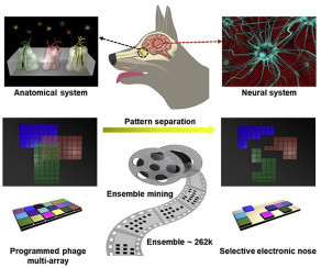 Bacteriophage Inspired Electronic Nose