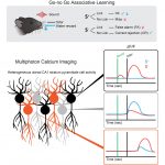 neural mapping of mouse brain in scent experiments